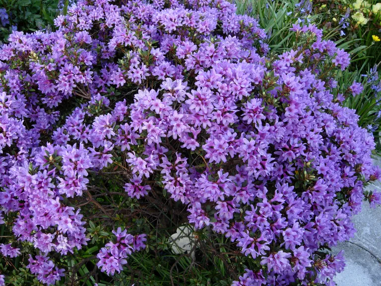 Photo of R. fragariiflorum, Species