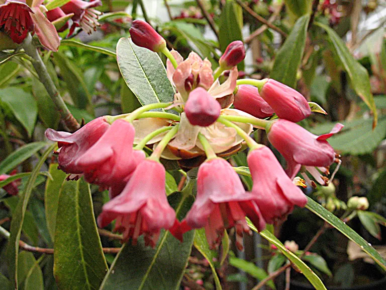Photo of R. genestierianum, Species