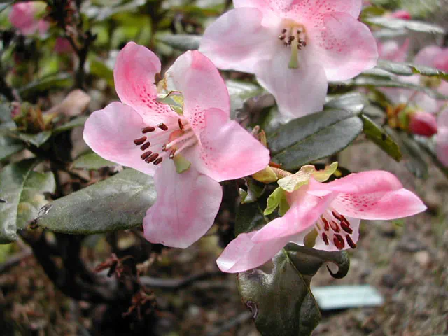 Photo of R. charitopes ssp charitopes, Species