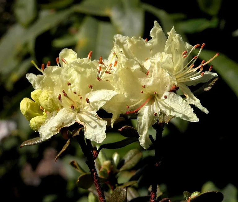 Photo of R. rupicola var muliense, Species