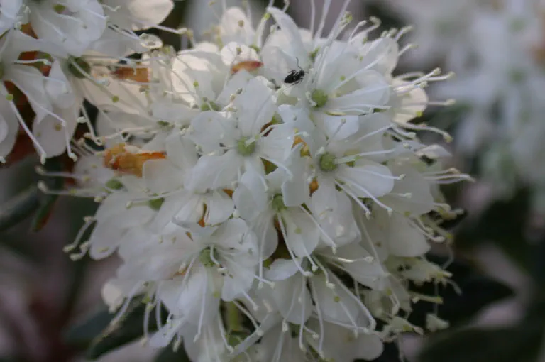 Rhododendron hypoleucum photo