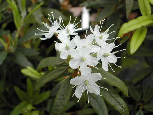 Photo of R. tolmachevii, Species