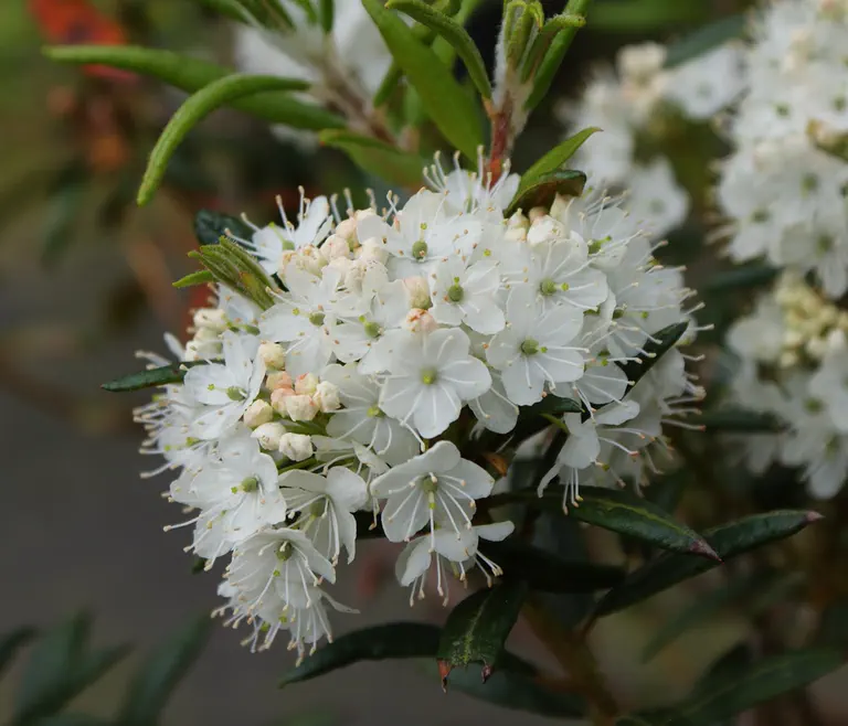 Photo of R. subarcticum, Species