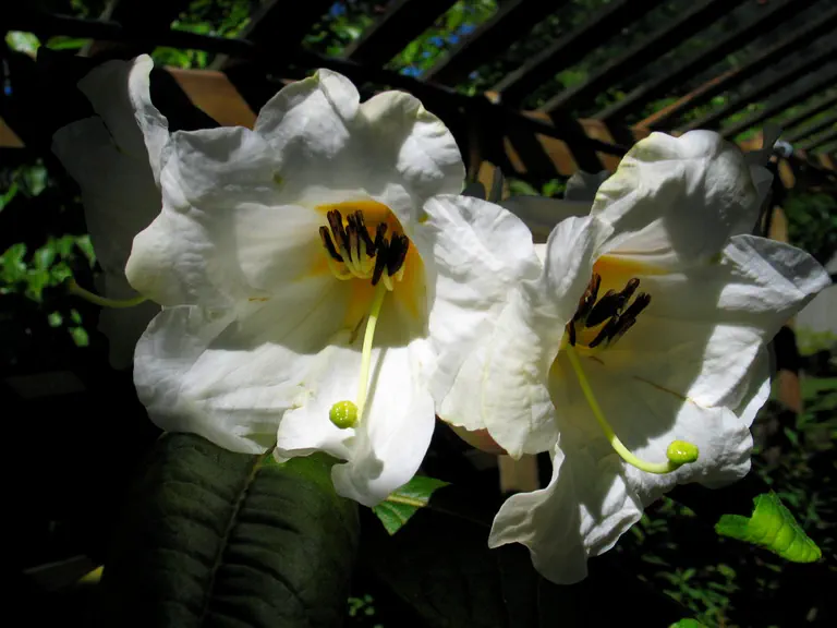 Photo of R. excellens, Species