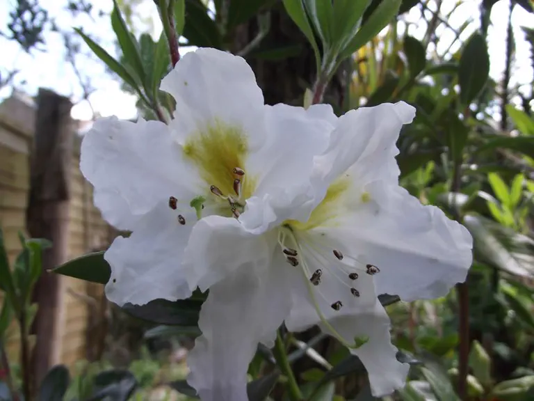 Photo of R. scopulorum, Species