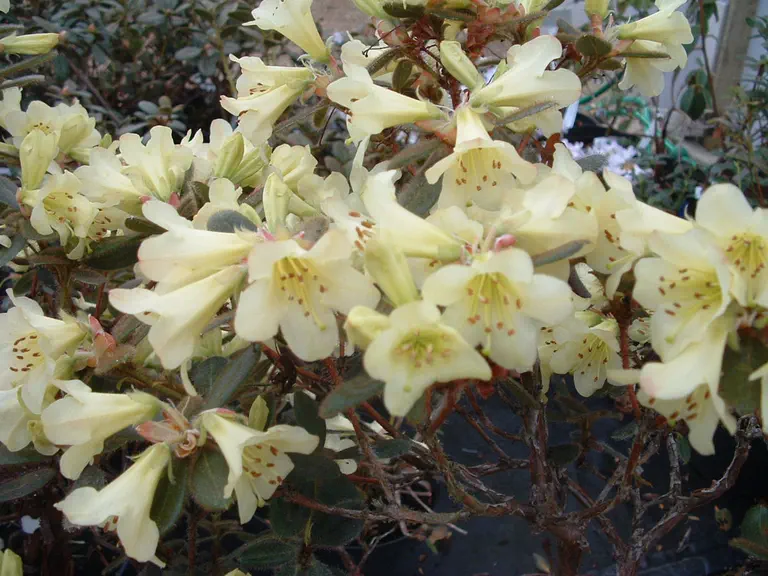 Photo of R. valentinianum, Species