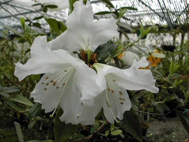Photo of R. dendricola, Species