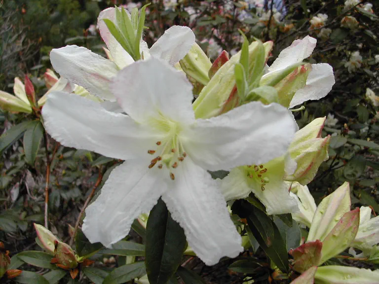Photo of R. horlickianum, Species