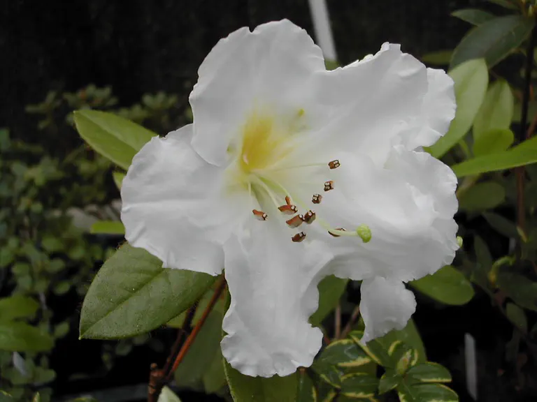 Photo of R. ludwigianum, Species