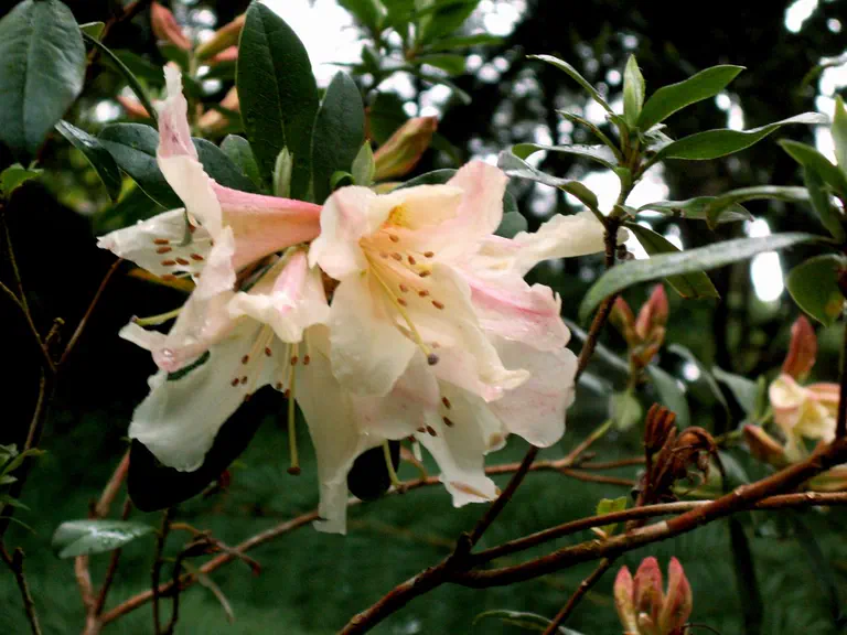 Photo of R. pachypodum, Species