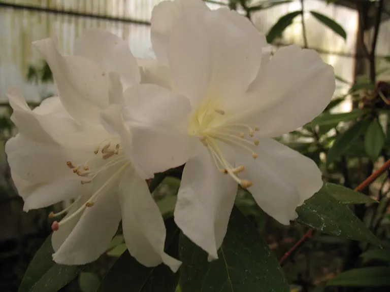 Photo of R. roseatum, Species