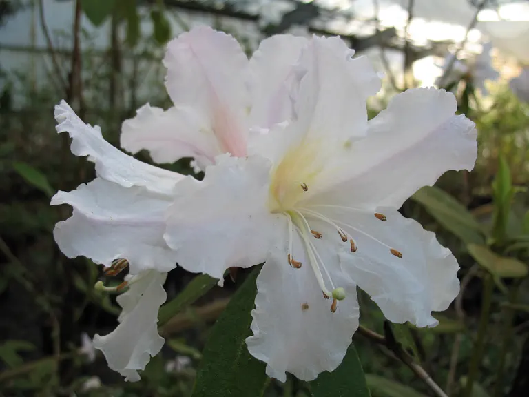 Photo of R. veitchianum, Species