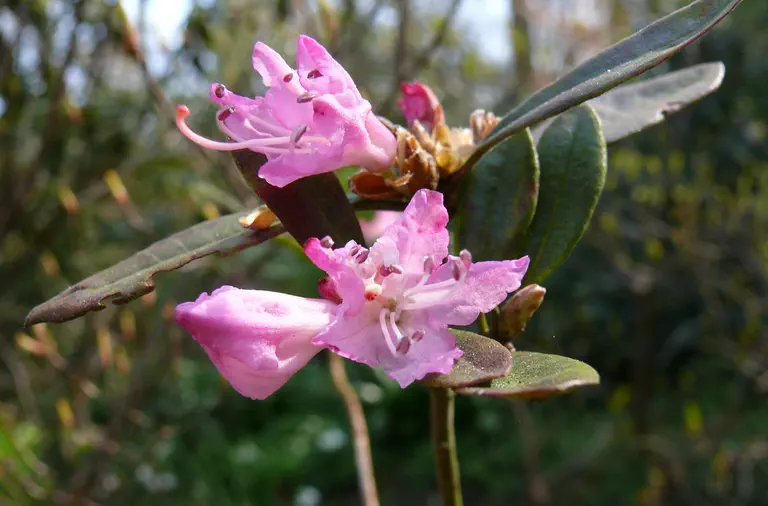 Photo of R. mollicomum, Species
