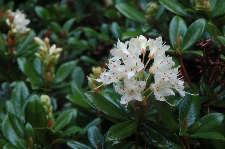 Photo of R. hanceanum, Species