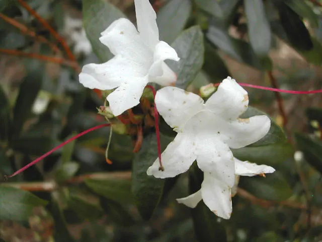 Photo of R. longistylum, Species