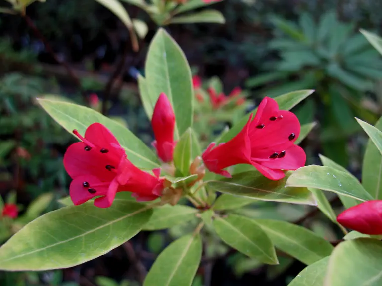 Photo of R. vialii, Species