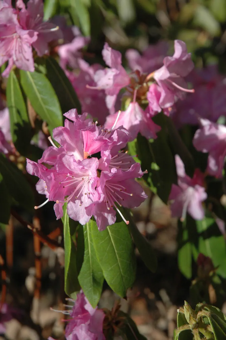 Photo of R. augustinii ssp rubrum, Species