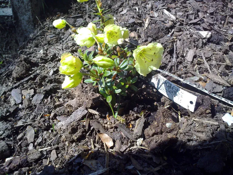 Photo of R. ludlowii, Species