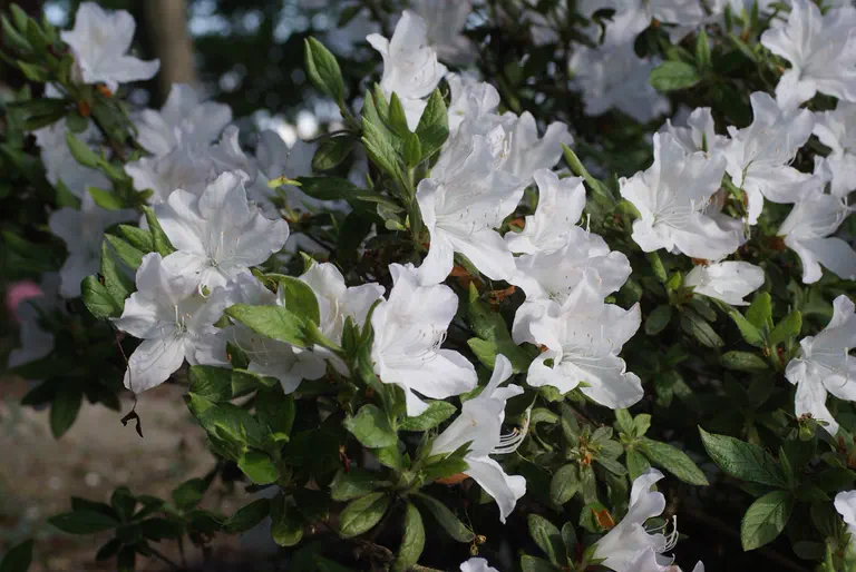 Photo of R. mucronatum var mucronatum, Species