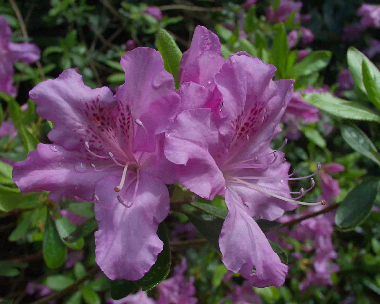 Photo of R. tosaense, Species