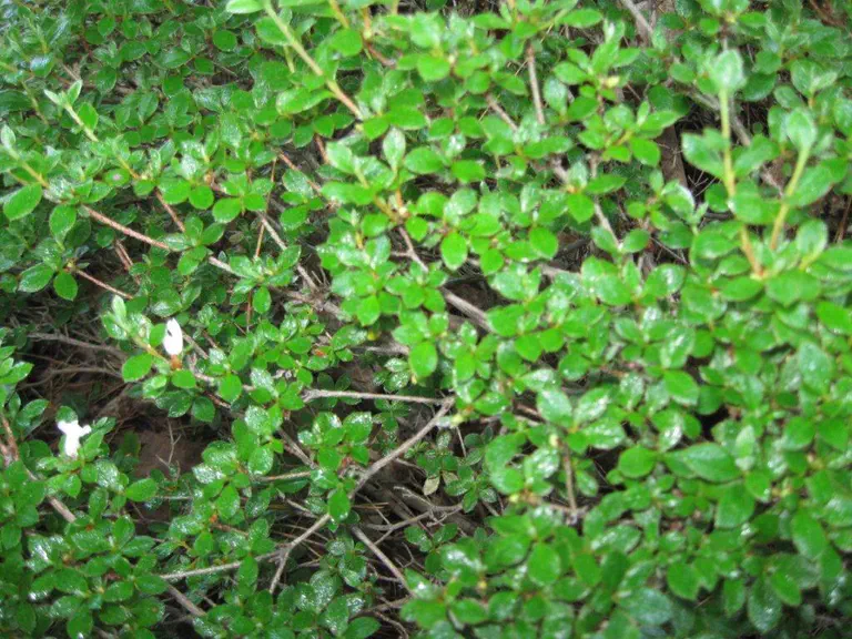 Photo of R. tsusiophyllum, Species