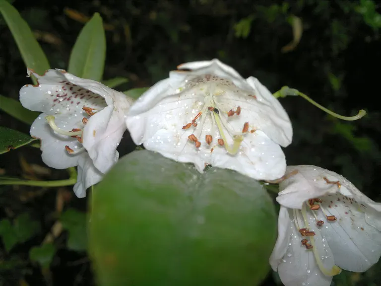 Photo of R. ziyuanense var ziyuanense, Species