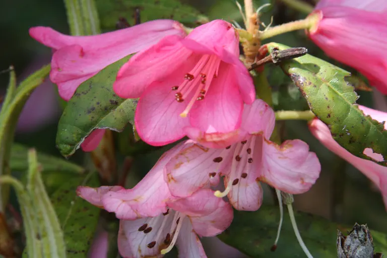 Photo of R. agastum, Natural Hybrid