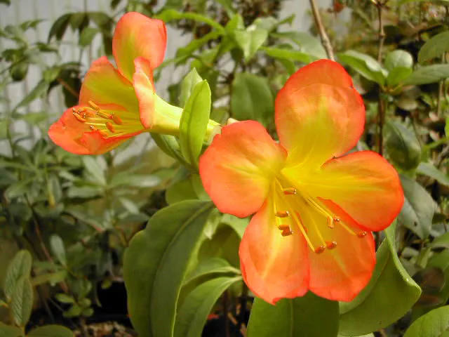Photo of R. acuminatum, Species