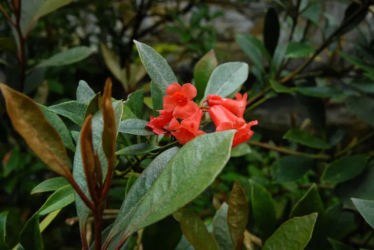 Photo of R. apoanum, Species