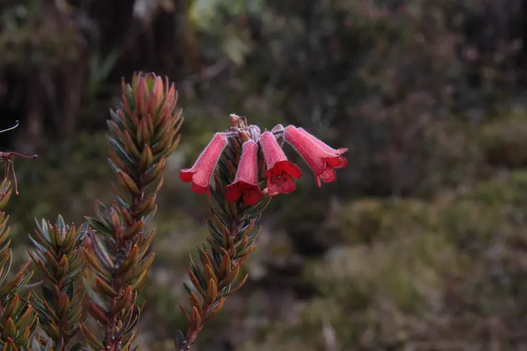 Photo of R. adinophyllum, Species