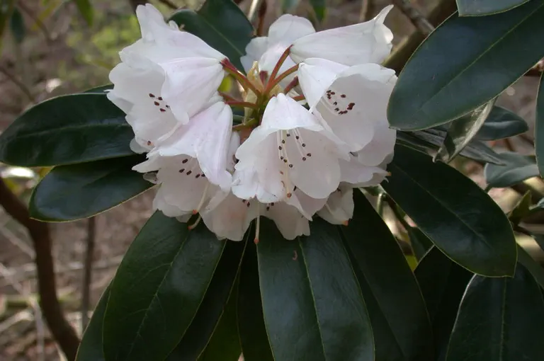Photo of R. dumicola, Species