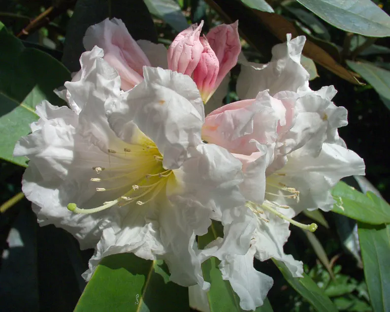Photo of R. fortunei ssp discolor, Species