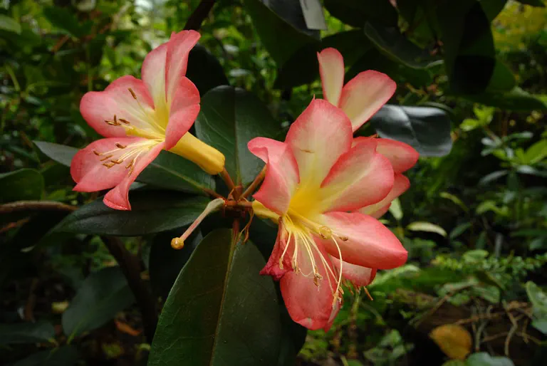 Photo of R. 'macgregoriae X zoelleri x konori', Vireya Hybrid