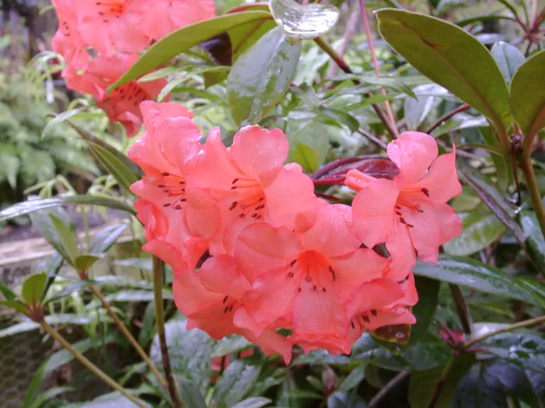 Photo of R. 'Birat Red', Vireya Hybrid
