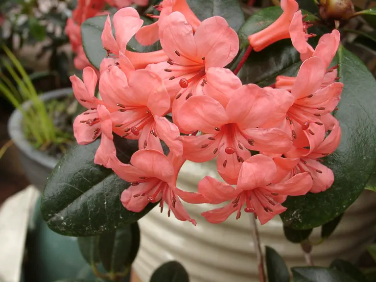 Photo of R. 'Bob's Favorite', Vireya Hybrid
