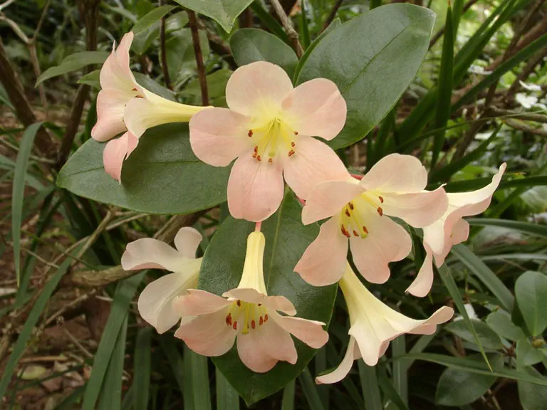 Photo of R. 'Dawn Chorus', Vireya Hybrid