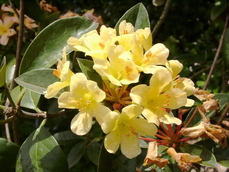 Photo of R. 'Buttermaid', Vireya Hybrid