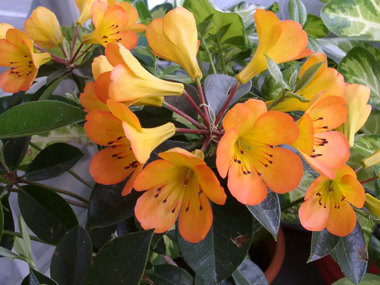 Photo of R. 'Cristo Rey', Vireya Hybrid