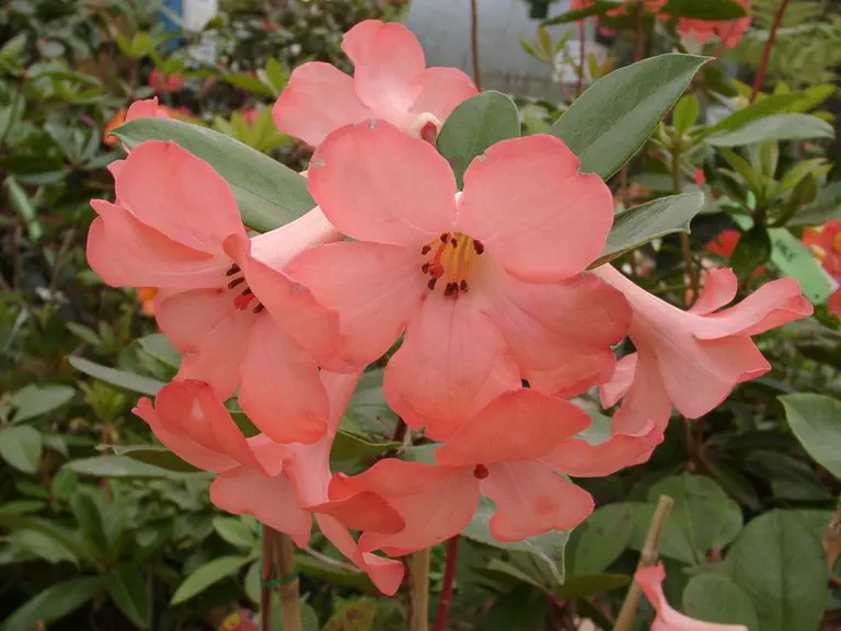 Photo of R. 'Coral Flare', Vireya Hybrid