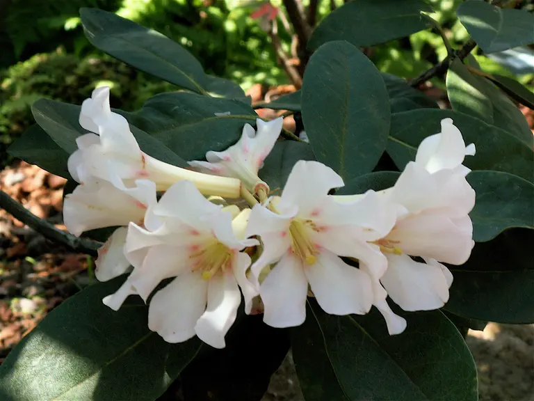 Photo of R. 'Clare Elsie', Vireya Hybrid