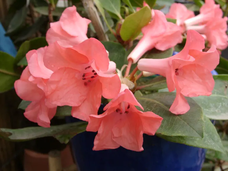 Photo of R. 'Cherry Pie', Vireya Hybrid