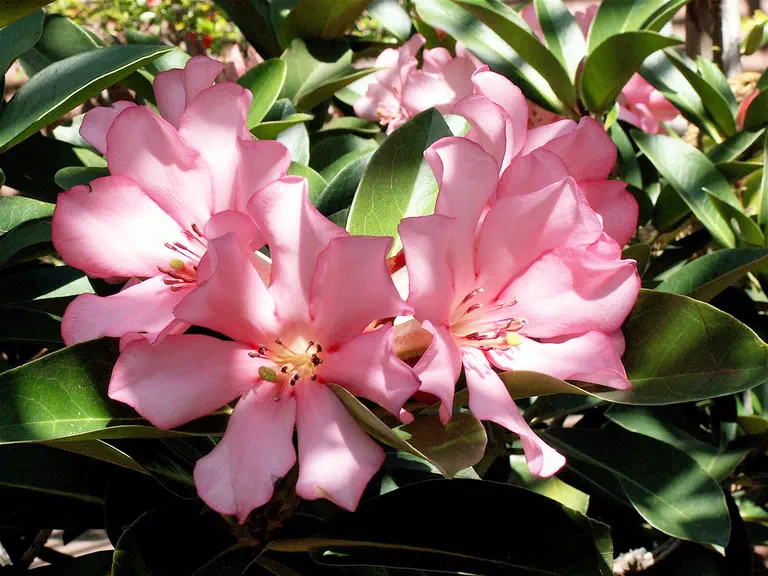 Photo of R. 'Cephas', Vireya Hybrid