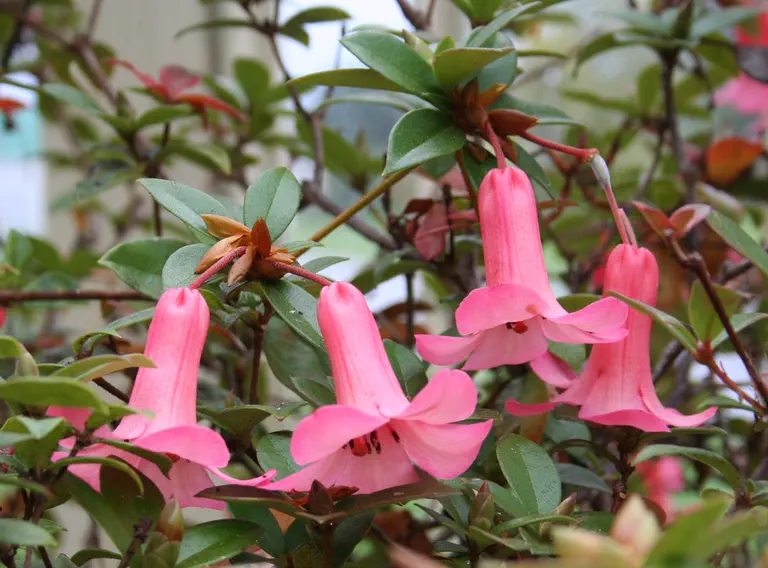 Photo of R. 'Carillon Bells', Vireya Hybrid