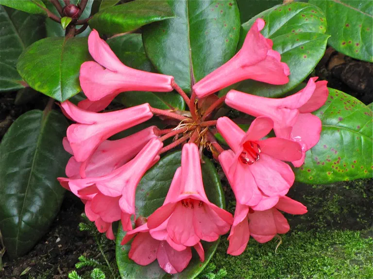 Photo of R. 'Cape Cod Cranberry', Vireya Hybrid