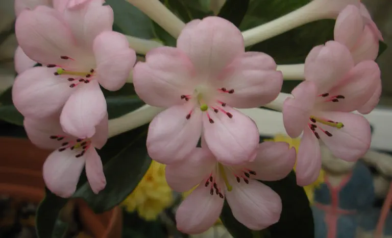 Photo of R. 'Candy', Vireya Hybrid