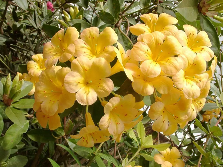 Photo of R. 'Gilded Sunrise', Vireya Hybrid