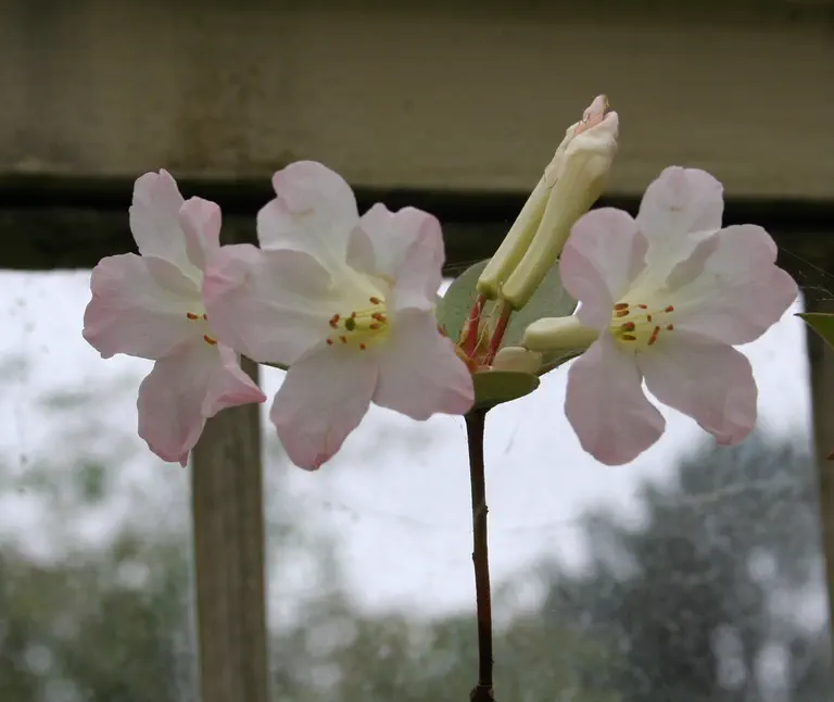 Photo of R. 'Gossamer White', Vireya Hybrid