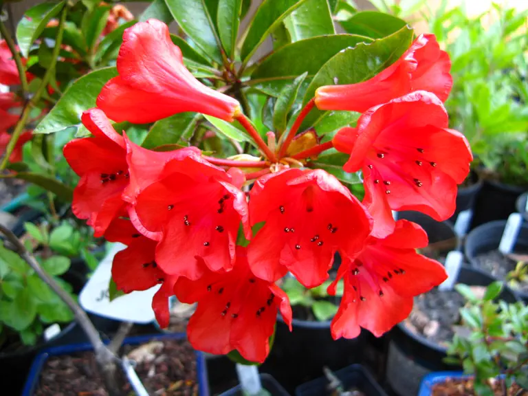 Photo of R. 'Jock's Cairn', Vireya Hybrid