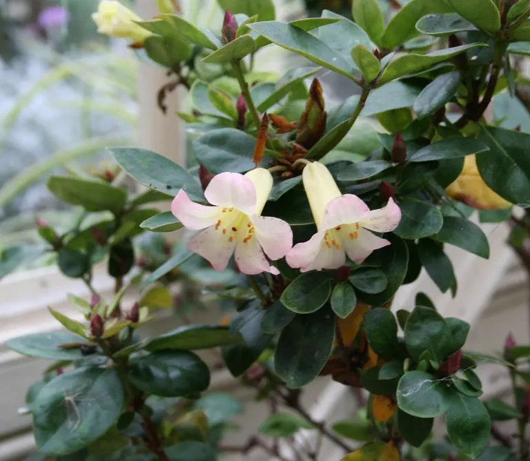 Photo of R. 'Lemon Minuet', Vireya Hybrid