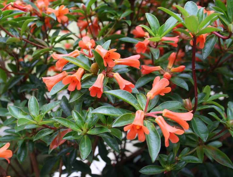 Photo of R. 'Pennywhistle', Vireya Hybrid